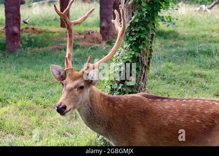 Gros plan d'un jeune homme Barasingha (Rucervus duvaucelii) aussi appelé cerf de marais. Banque D'Images