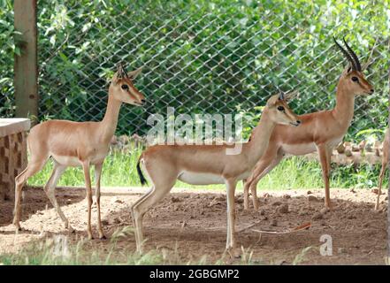 gazzelle indienne également connue sous le nom de chinkara. Banque D'Images