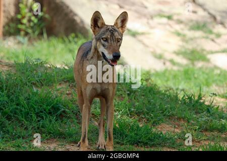 Un loup indien (Canis lupus pallipes) se dresse sur la roche, qui est une sous-espèce de loup gris qui s'étend de l'Asie du Sud-Ouest à la sous-contée indienne Banque D'Images