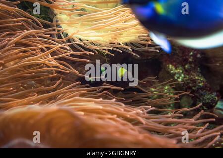 Maroon clownfish ou premnas biaculeatus avec tang bleu flou en avant Banque D'Images