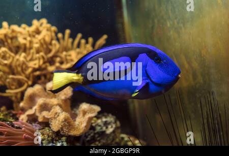 Nageant poisson bleu de tang (Paracanthurus hepatus) avec des coraux et des anémones sur fond Banque D'Images