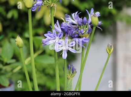 Gros plan de jolies fleurs, bourgeons et feuillage d'agapanthe bleu Banque D'Images