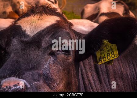 Callanstoog, pays-Bas. Juin 2021. Gros plan sur les têtes ofc. Photo de haute qualité Banque D'Images