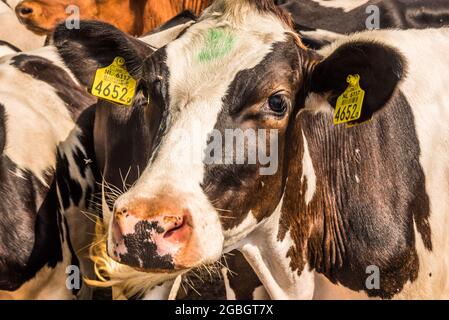 Callanstoog, pays-Bas. Juin 2021. Gros plan sur les têtes ofc. Photo de haute qualité Banque D'Images