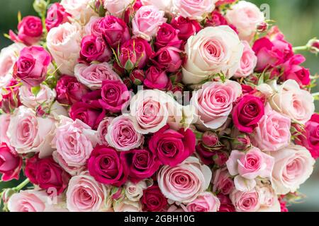 botanique, bouquet de roses dans des tons pastel roses, POUR L'ACCUEIL/L'UTILISATION DE CARTES POSTALES DANS GERME.SPEAK.C CERTAINES RESTRICTIONS PEUVENT S'APPLIQUER Banque D'Images