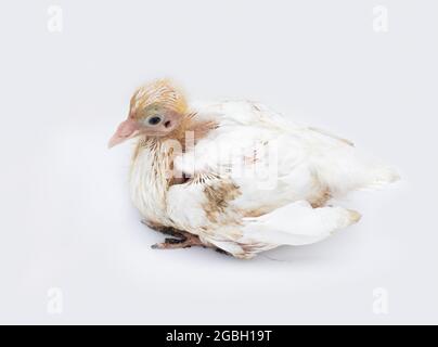 Bébé pigeon blanc de couleur blanche installé sur un fond blanc isolé Banque D'Images
