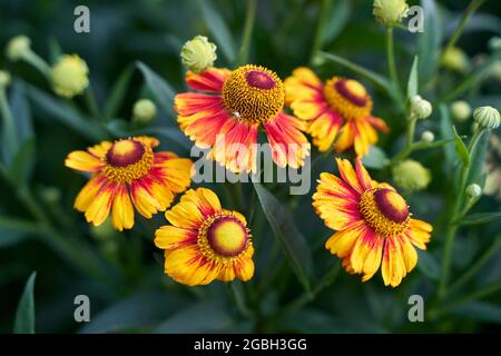 gaillardia fleur rouge et jaune gros plan sur fond vert flou Banque D'Images