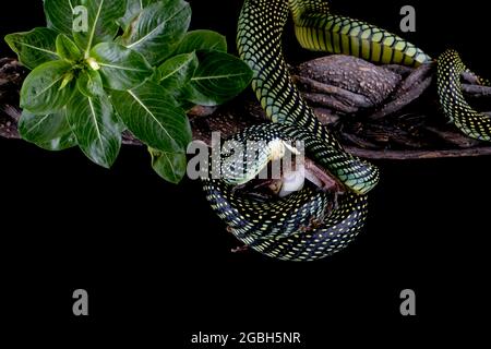 Serpent volant enroulé autour d'une grenouille morte, Indonésie Banque D'Images