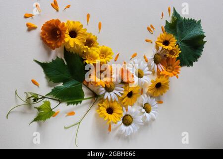 Été fleurs lumineuses avec feuille verte en forme de lettre V. herbes médicinales. Banque D'Images