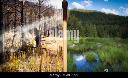 Allumette brûlée séparant une forêt ravagée par un feu d'un paysage forestier luxuriant, Californie, États-Unis Banque D'Images