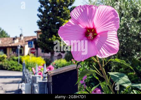 Un hibiscus moscheutos Banque D'Images