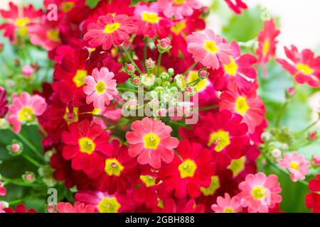 botanique, primrose rouge, Primula malacoides, POUR L'ACCUEIL/L'UTILISATION DE CARTES POSTALES DANS GERME.SPEAK.C CERTAINES RESTRICTIONS PEUVENT S'APPLIQUER Banque D'Images