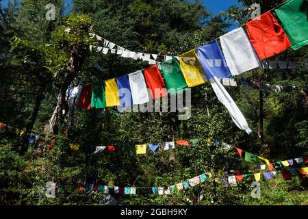 Drapeaux bouddhistes de prière lunga à McLeod Ganj, Himachal Pradesh, Inde Banque D'Images
