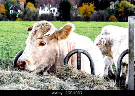 Les vaches en plein air, mâchonnant foin : Kuehe auf der Weide, heu fressend Banque D'Images