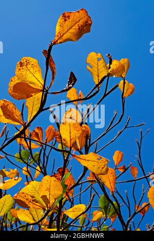 Feuilles d'amande tropicale en automne (Terminalia catappa) Banque D'Images