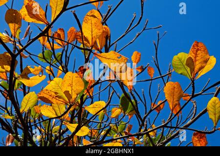 Feuilles d'amande tropicale en automne (Terminalia catappa) Banque D'Images