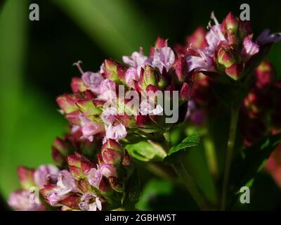 Macro d'une fleur rose du marjolaine sauvage (Origanum vulgare) , avec fond vert Banque D'Images