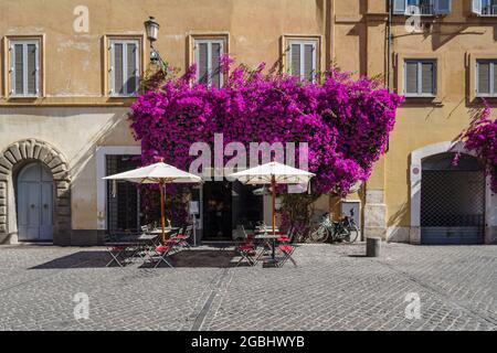 Bougainvilliers fleurit autour d'une façade de maison dans la vieille ville de Rome, en Italie Banque D'Images