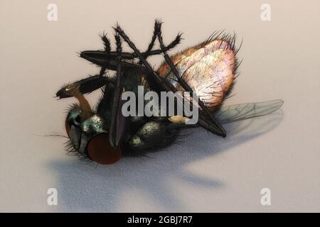 Illustration 3D artistique d'UNE mouche domestique Banque D'Images