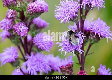 Gayfeather Liatris aspera étoile blazante brute Liatris fleur bourdon fleurs juillet fleurs Banque D'Images