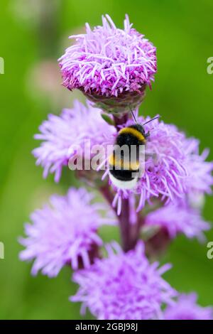 Gayfeather Liatris aspera étoile flamboyant Bumblebee sur fleur Bombus Banque D'Images