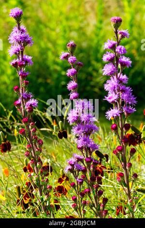 Gayfeather Liatris aspera étoile flamboyant fleurs de juillet trois grandes pointes de Liatris dans le jardin, style de jardin de prairie, plante indigène d'Amérique du Nord Banque D'Images