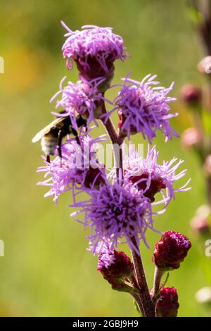 Gayfeather Liatris aspera étoile flamboyant Liatris pointe et bourdon abeille sur fleur Banque D'Images