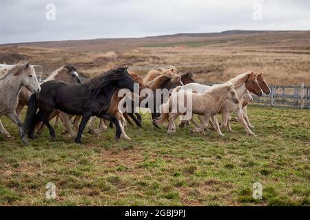 Les chevaux d'Islande sont photographiés en automne lors du tri des chevaux capturés dans les pâturages d'été de la Hochplatea. Banque D'Images