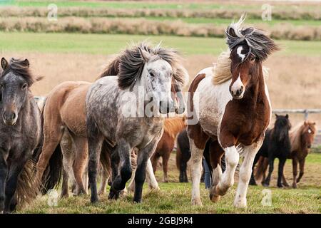 Les chevaux d'Islande sont photographiés en automne lors du tri des chevaux capturés dans les pâturages d'été de la Hochplatea. Banque D'Images