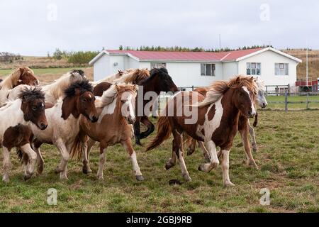 Les chevaux d'Islande sont photographiés en automne lors du tri des chevaux capturés dans les pâturages d'été de la Hochplatea. Banque D'Images