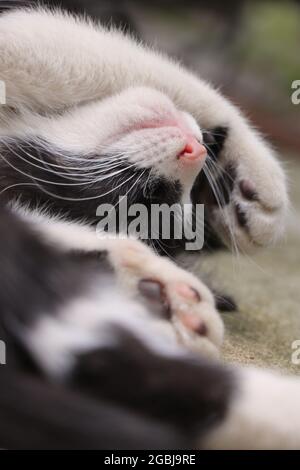 Un joli petit chat endormi avec un nez rose. Le petit chat dort Banque D'Images