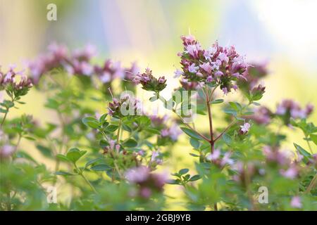 Floraison des herbes Origanum majorana. Banque D'Images