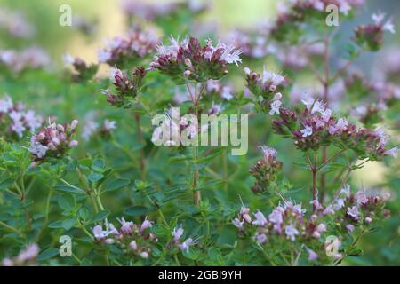 Floraison des herbes Origanum majorana. Banque D'Images