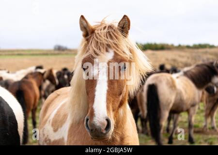 Les chevaux d'Islande sont photographiés en automne lors du tri des chevaux capturés dans les pâturages d'été de la Hochplatea. Banque D'Images