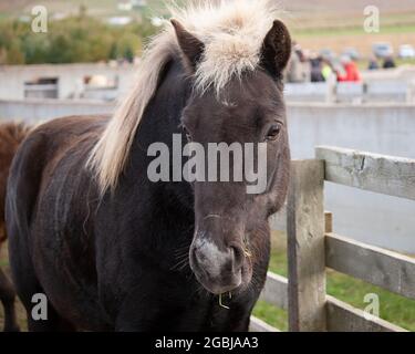 Les chevaux d'Islande sont photographiés en automne lors du tri des chevaux capturés dans les pâturages d'été de la Hochplatea. Banque D'Images