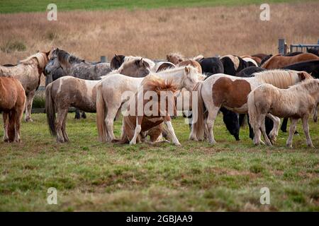 Les chevaux d'Islande sont photographiés en automne lors du tri des chevaux capturés dans les pâturages d'été de la Hochplatea. Banque D'Images