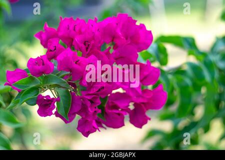 Bougainvilliers plein air. Plante à fleurs. Vigne ornementale, brousse en gros plan. Fleurs rose vif dans le jardin en été. Papier peint nature, rétrogro floral Banque D'Images