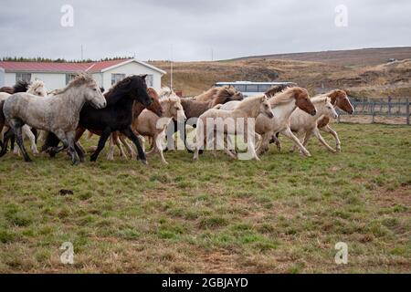 Les chevaux d'Islande sont photographiés en automne lors du tri des chevaux capturés dans les pâturages d'été de la Hochplatea. Banque D'Images