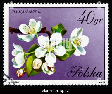 POLOGNE - VERS 1971 : un timbre imprimé en Pologne montre les fleurs de poires, vers 1971 Banque D'Images