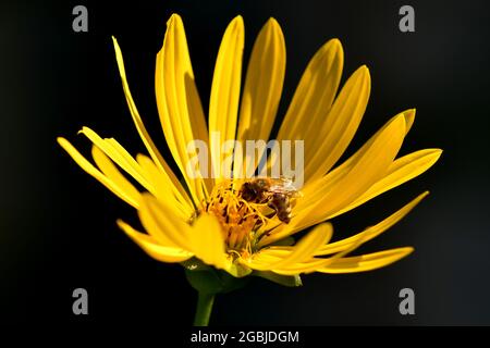 Abeille sur UNE fleur de compas Banque D'Images