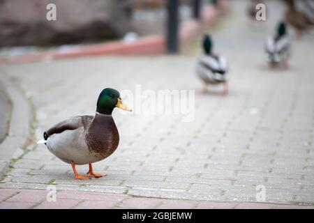 Le canard marche sur l'asphalte. La sauvagine dans la ville. Banque D'Images