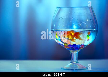 Poisson doré dans un gobelet en verre sur fond bleu. Banque D'Images