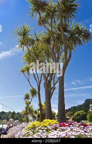 St Brelade's Bay, Jersey, Channel Islands, Royaume-Uni - 7 juillet 2016 : végétation subtropicale à St Brelade's Bay par une journée chaude et ensoleillée en été. Banque D'Images