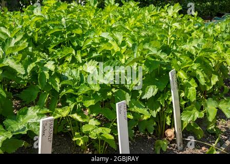 Rangées de plantes de panais panais panais plantées en potager en été Angleterre Royaume-Uni Grande-Bretagne Banque D'Images