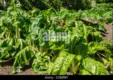 Des rangées de bettes suisses plantent des légumes à feuilles qui poussent dans le jardin en été Angleterre Royaume-Uni Grande-Bretagne Banque D'Images