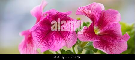 Très belles grandes fleurs pétunia roses en gros plan. Banque D'Images