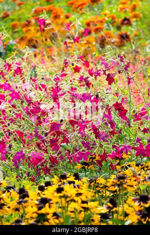 Tabac à fleurs Nicotiana 'Crimson Bedder' Rudbeckias fleurs colorées cottage jardin lit de fleurs Banque D'Images