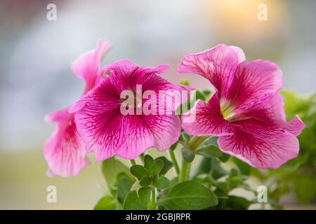 Très belles grandes fleurs pétunia roses en gros plan. Banque D'Images