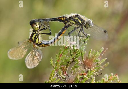 Une paire de Dagonfly noire, Sympetrum danae, qui se repose sur une plante chinée. Banque D'Images