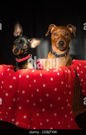 deux petits chiens amis assis dans le panier avec une couverture rouge Banque D'Images